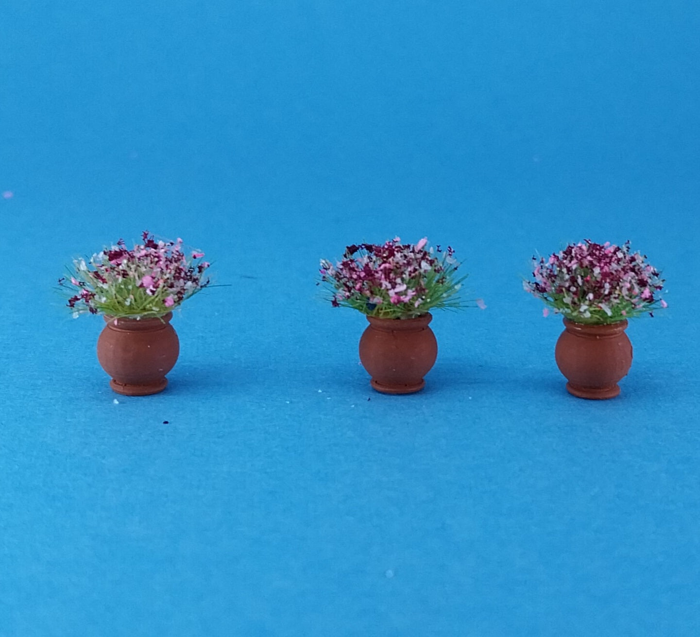 Cosmos flowers in pots